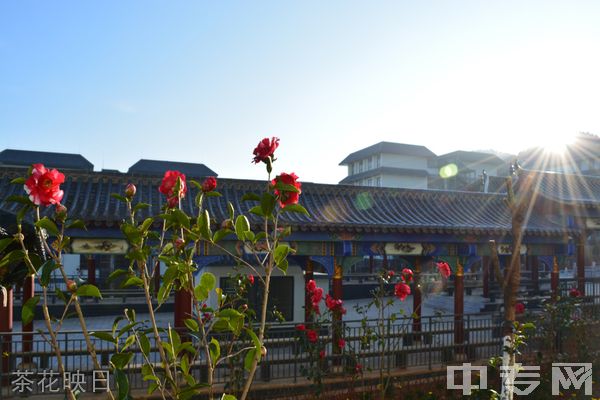 昆明卫生职业学院茶花映日