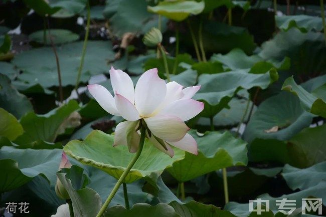 四川现代职业学院[专科]荷花