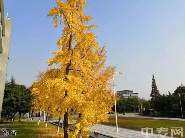 四川现代职业学院[专科]银杏