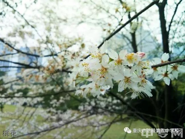 重庆涪陵第五中学[普高]桃花