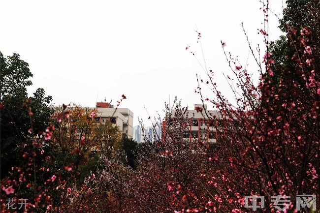 重庆万州技师学院花开