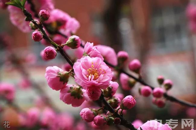 西安铁一中滨河学校[普高]花