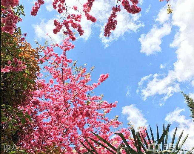 宣威市第一中学[普高]樱花2