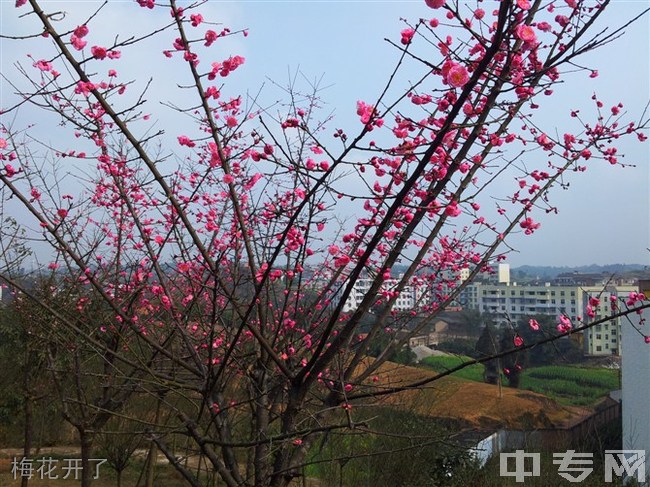 宜宾县柳嘉职业技术学校(柳嘉职业中学)梅花开了