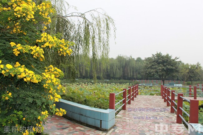 四川大学附设华西卫生学校（成都华西卫校）美丽的植物