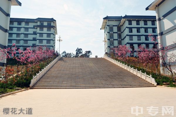 昆明卫生职业学院(中专部)-樱花大道