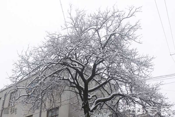 云南省林业高级技工学校雪树