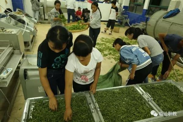 临沧高级技工学校茶叶生产与加工2