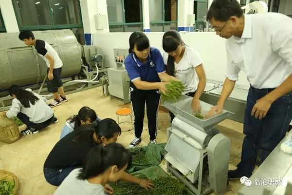临沧高级技工学校茶叶生产与加工