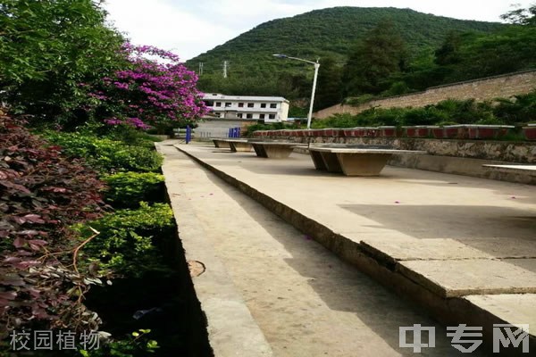 西畴县职业高级中学-校园植物