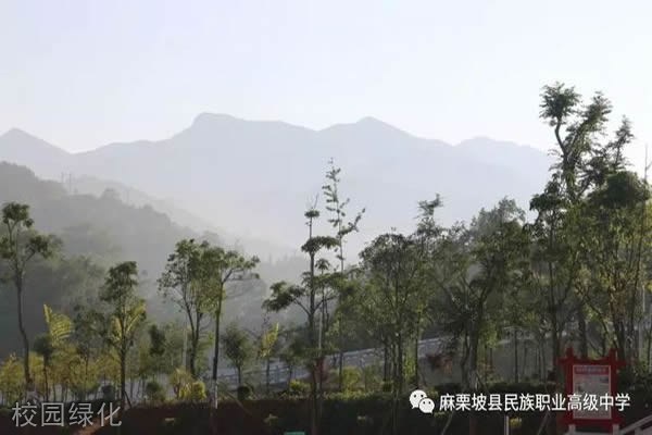 麻栗坡县民族职业高级中学-校园绿化