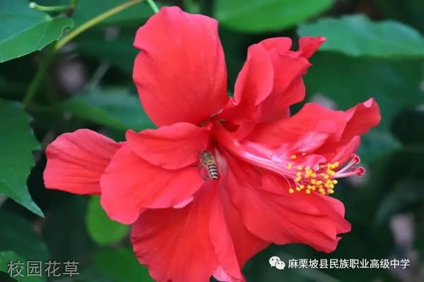 麻栗坡县民族职业高级中学-校园花草