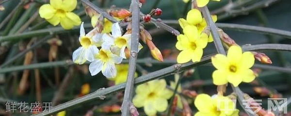 铜川市印台区职业技术学校鲜花盛开