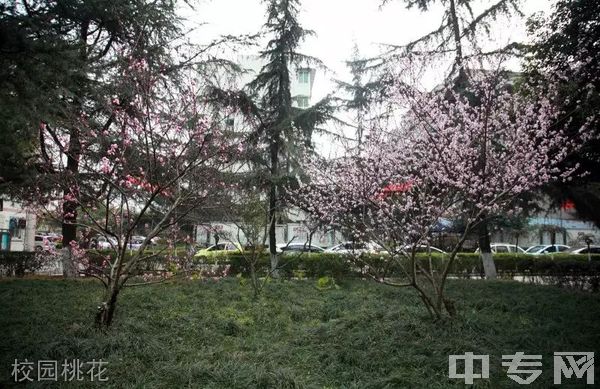 四川交通运输职业学校（四川交通技师学院）-校园桃花