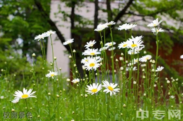 四川国盛技工学校-校园景色