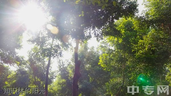 四川电脑学院-知识林的阳光