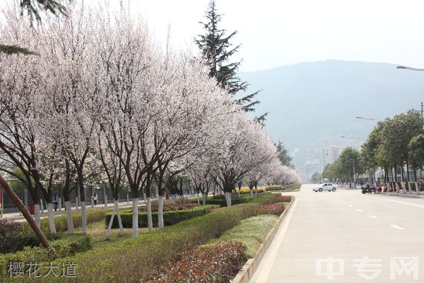 四川省广元市职业高级中学-樱花大道