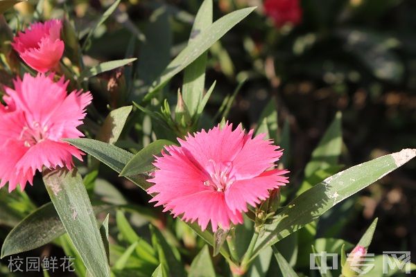 四川省剑阁职业高级中学校-校园鲜花