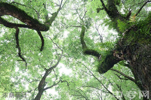 四川省质量技术监督学校-浓荫蔽日