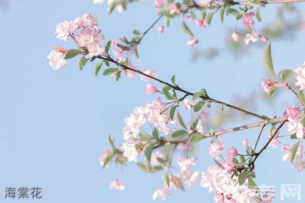 西南医科大学附属医院卫生学校(泸州卫校)-海棠花