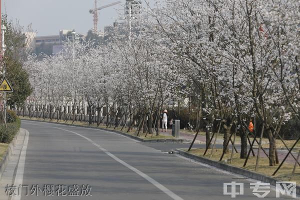 眉山职业技术学院[专科]-校门外樱花盛放