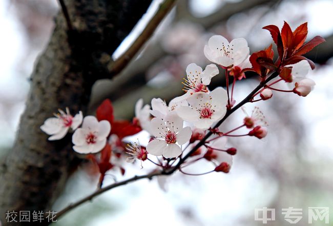 重庆信息技术职业学院[专科]-校园鲜花