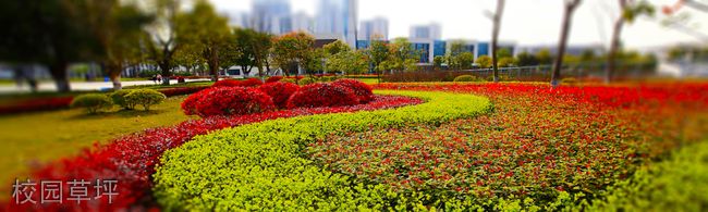 重庆水利电力职业技术学院[专科]-校园草坪