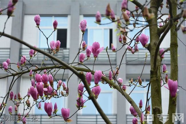 重庆商务职业学院[专科]-校园玉兰花