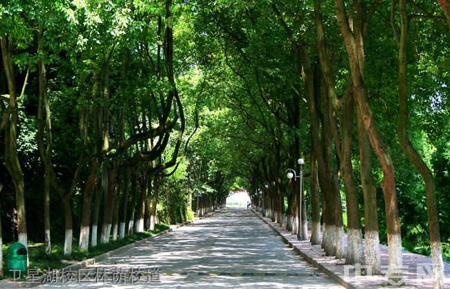 卫星湖校区林荫校道