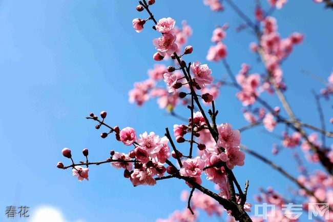 眉山药科职业学院[专科]-春花