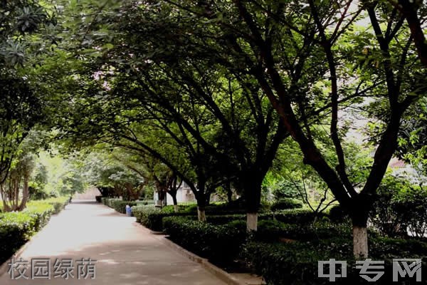 陕西交通职业技术学院[专科]-校园绿荫