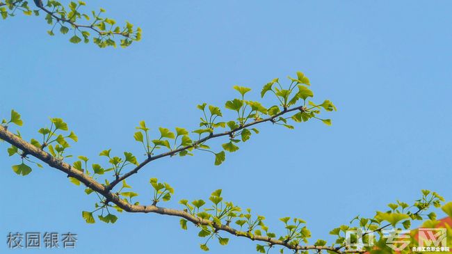 贵州工商职业学院[专科]-校园银杏