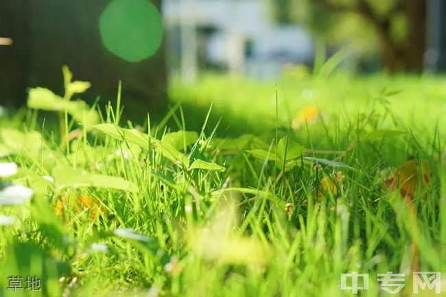 成都城投菁芙蓉驿都学校[普高]-草地