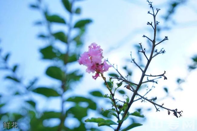 成都城投菁芙蓉驿都学校[普高]-鲜花