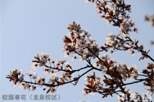 四川师范大学附属第一实验中学[普高]-校园春花（龙泉校区）