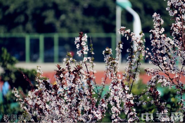 四川师范大学附属第一实验中学[普高]-校园美景（龙泉校区）