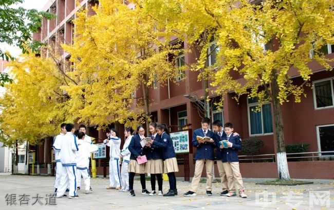 电子科技大学实验中学[普高]-银杏大道