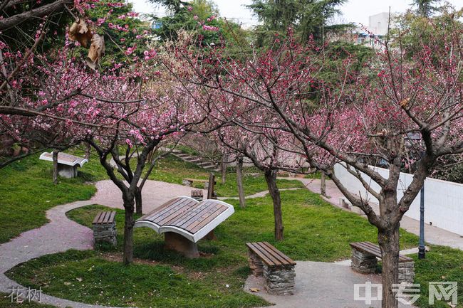 简阳市贾家中学花树