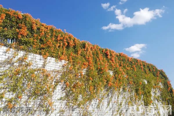 ☆攀枝花学院继续教育学院-炮仗花开