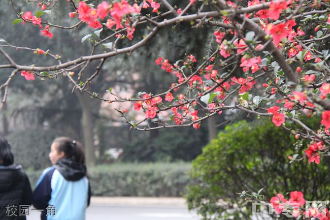 成都市第三十六中学校[普高]-校园一角