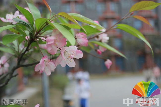 成都七中万达学校(国际部)[普高]-校园花开