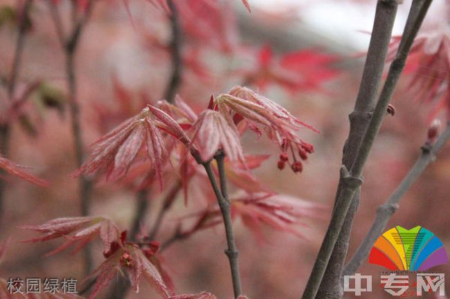 成都七中万达学校(国际部)[普高]-校园绿植