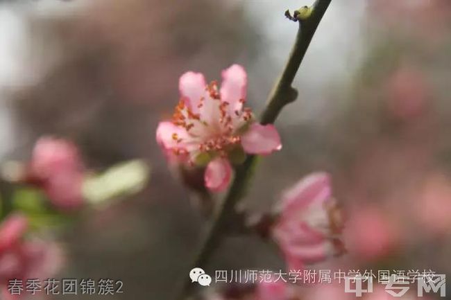 四川师范大学附属中学外国语学校春季花团锦簇2