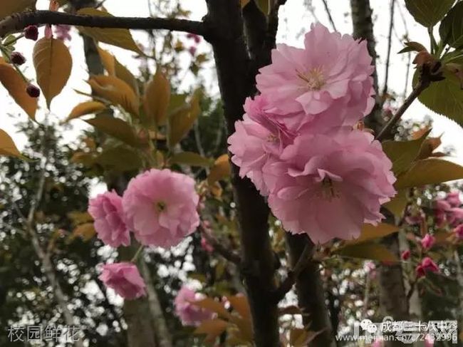 成都市第三十八中学校[普高]-校园鲜花