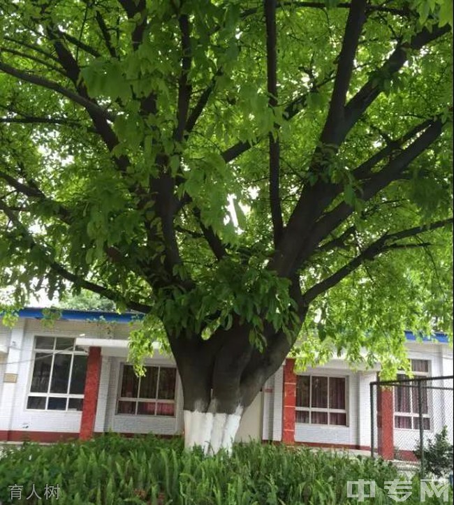 眉山市东坡区永寿高级中学校育人树