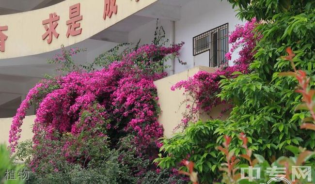 万州高级中学[普高]-植物