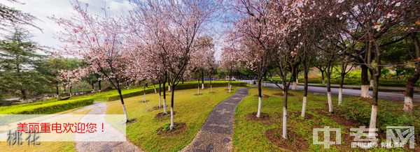 ☆重庆电子工程职业学院继续教育学院-桃花