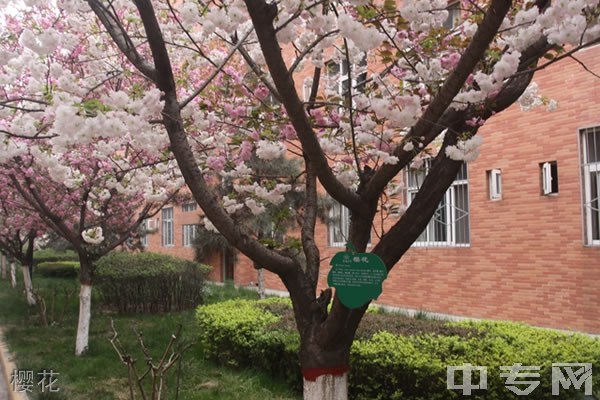 陕西省宝鸡中学[普高]-樱花