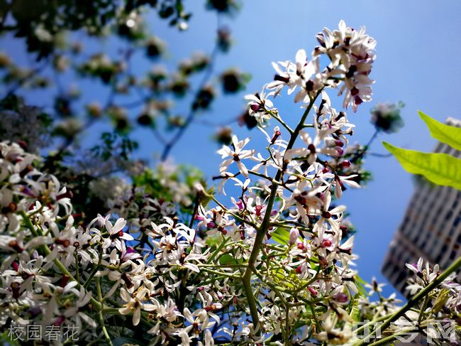 曲靖市第一中学校园春花