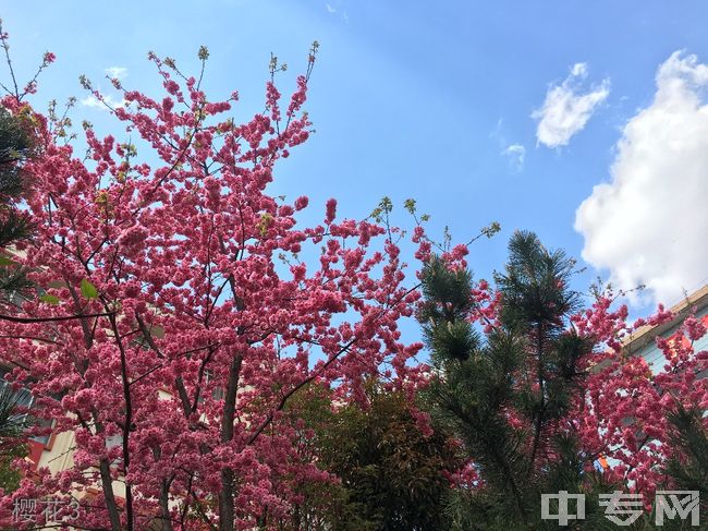 宣威市第一中学[普高]-樱花3